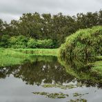 Natur im Spiegel