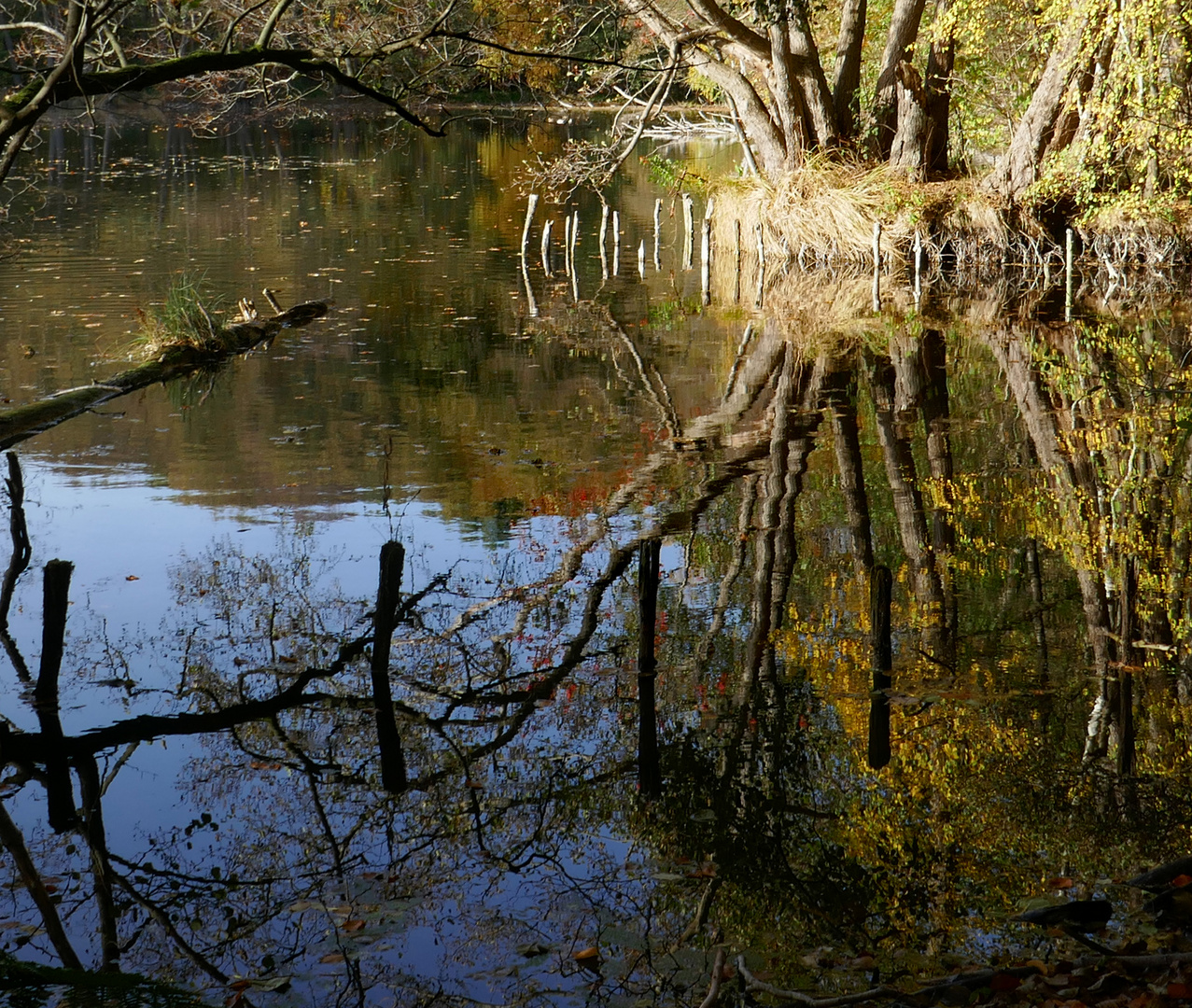 Natur im Spiegel