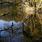 Natur im Spiegel