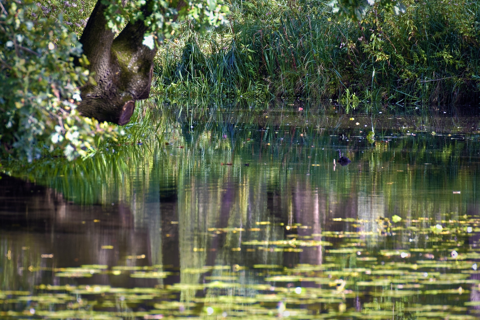 Natur im Spiegel