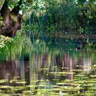 Natur im Spiegel