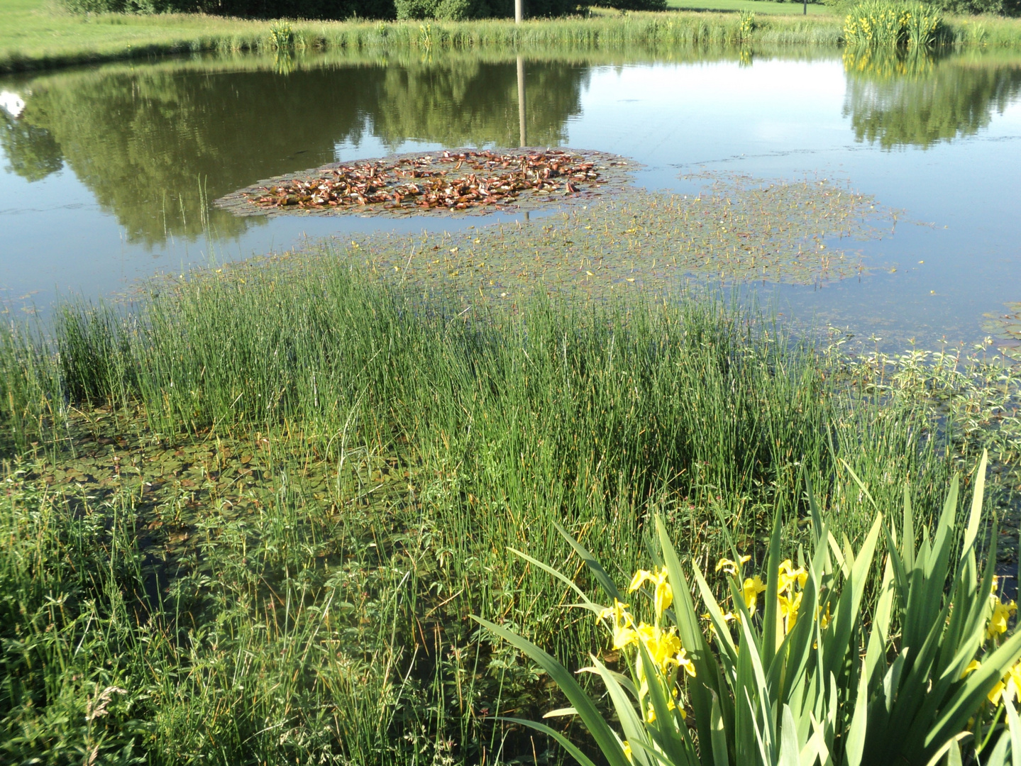 Natur im Teich und Frösche auf den Blättern (gelb) 7.6.16