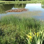 Natur im Teich und Frösche auf den Blättern (gelb) 7.6.16