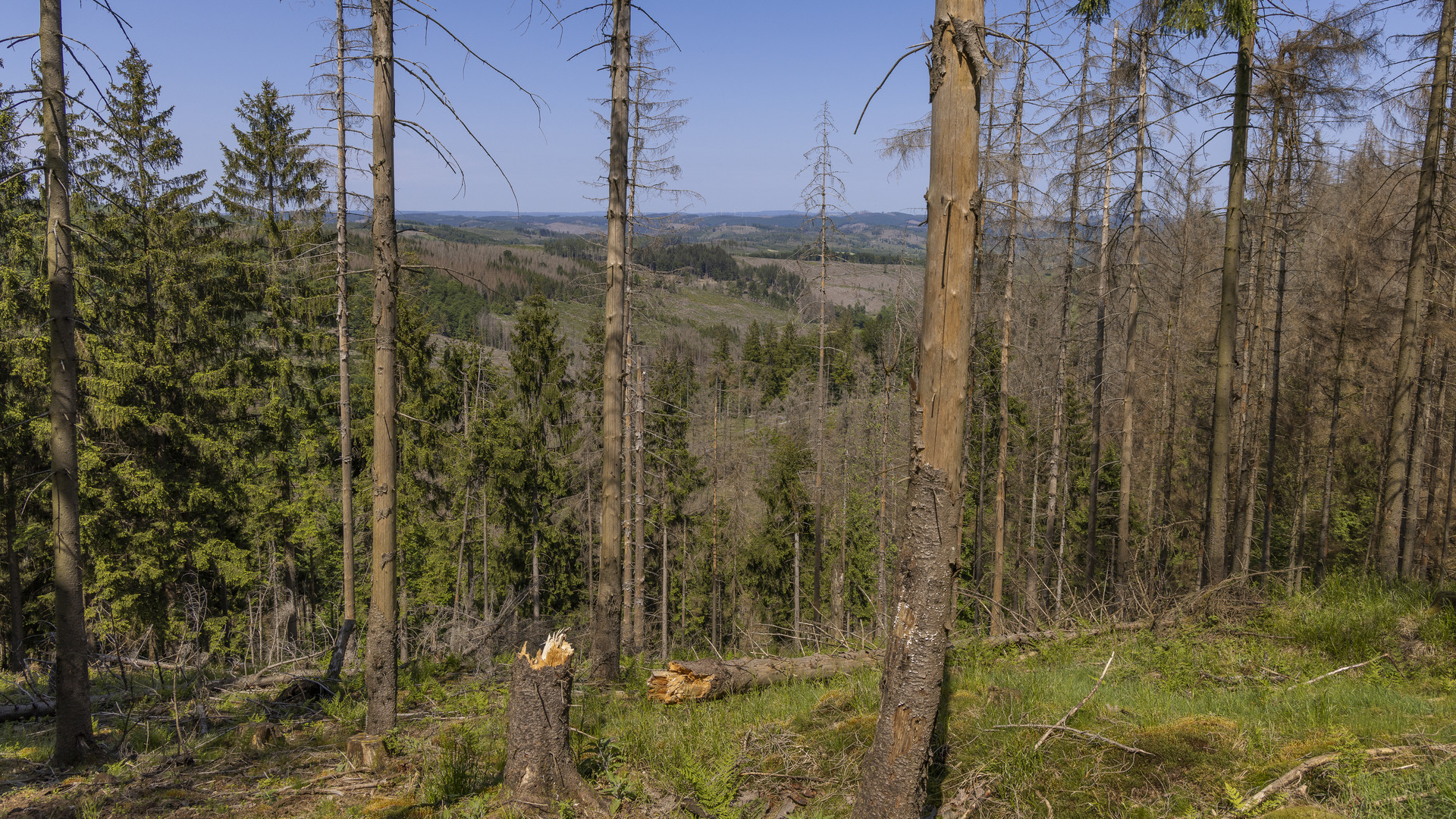 Natur im Wandel Foto & Bild landschaft, wald, natur Bilder auf