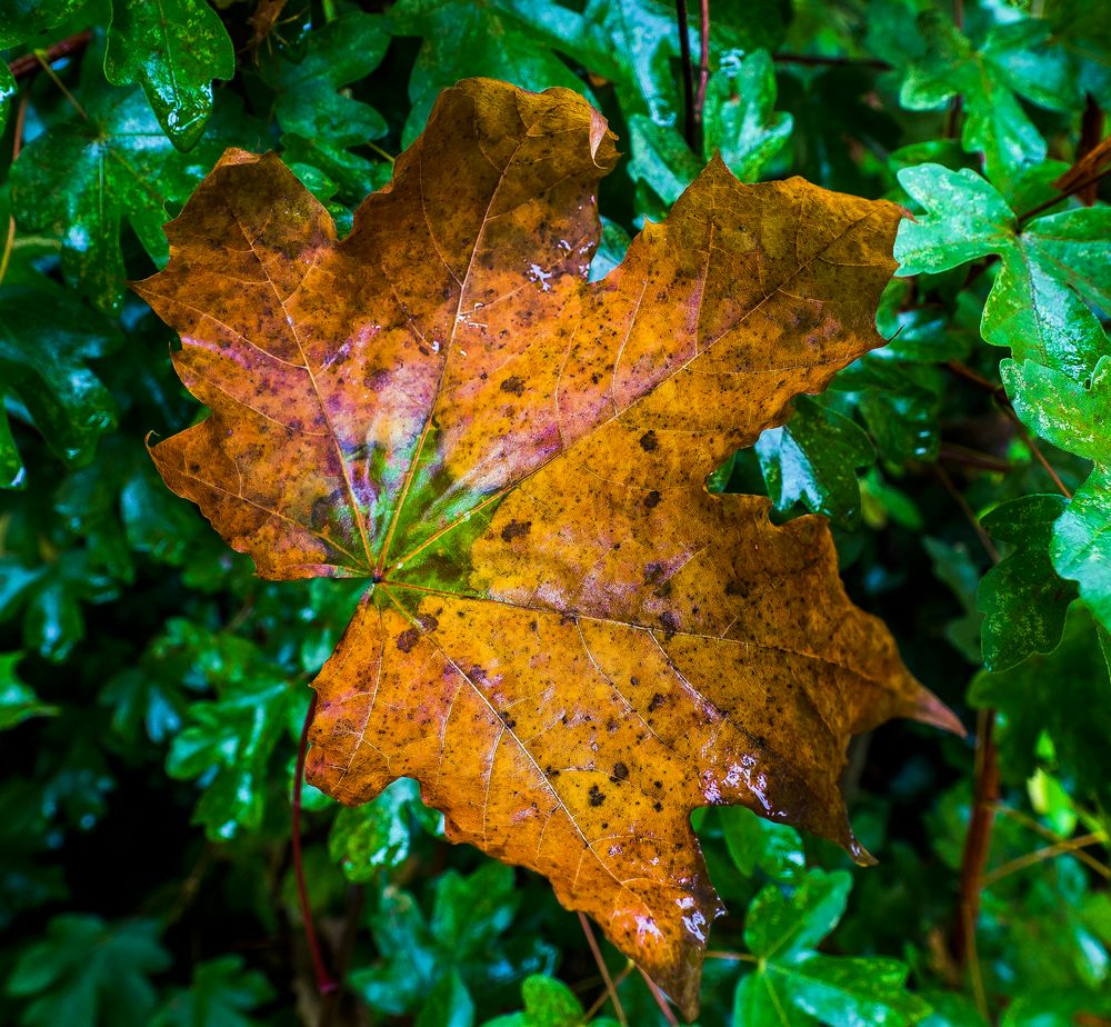 Natur im Wandel der Jahreszeiten Foto & Bild pflanzen, pilze