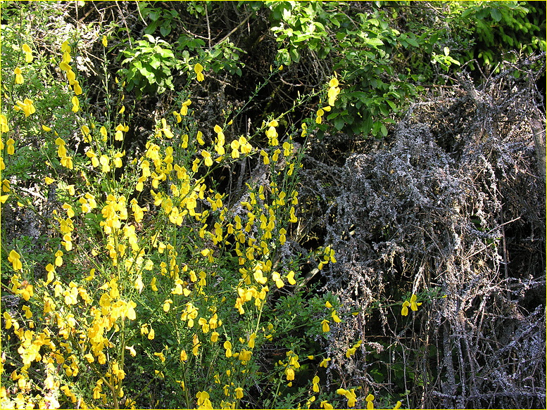 Natur im Wandel der Zeit