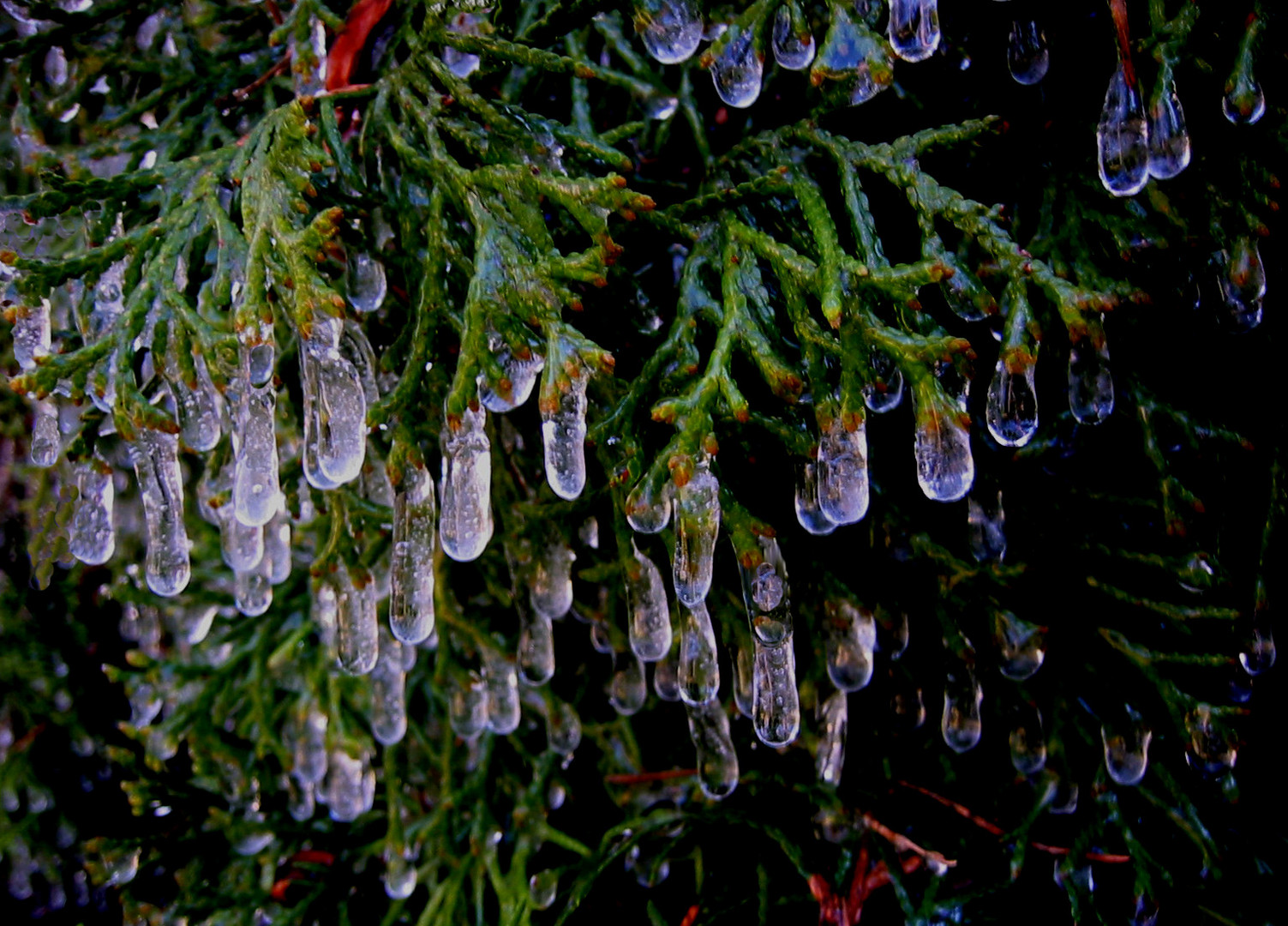 Natur im Weihnachtsschmuck