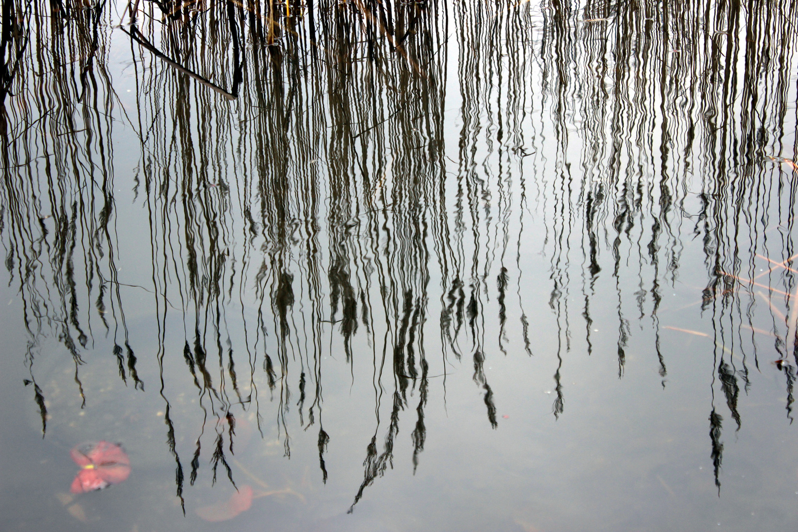 Natur im Winter 4