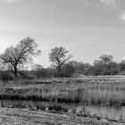 Natur im Winter