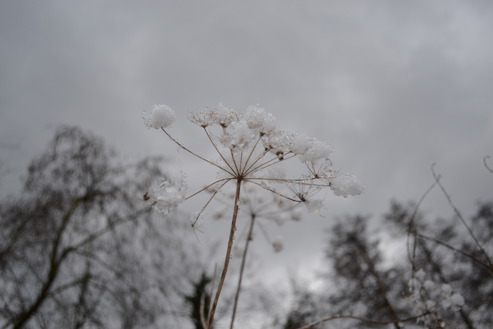 "...Natur im Winter"