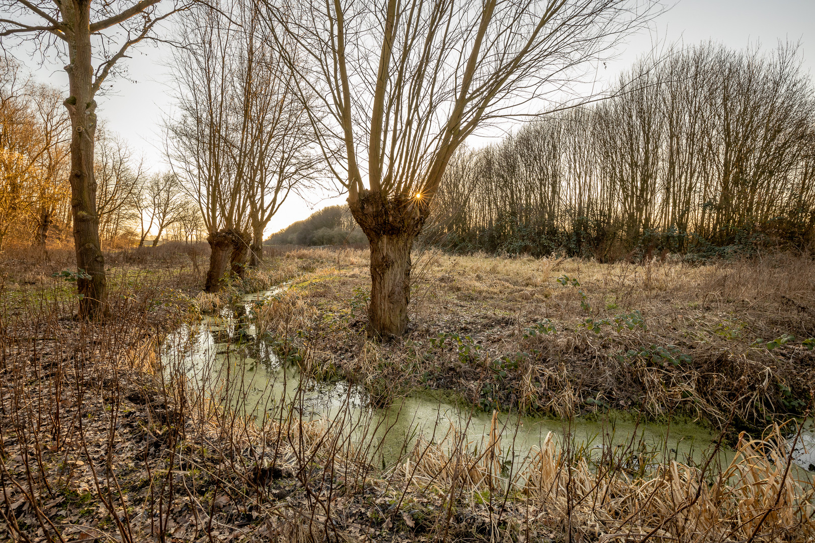 Natur im Winter 