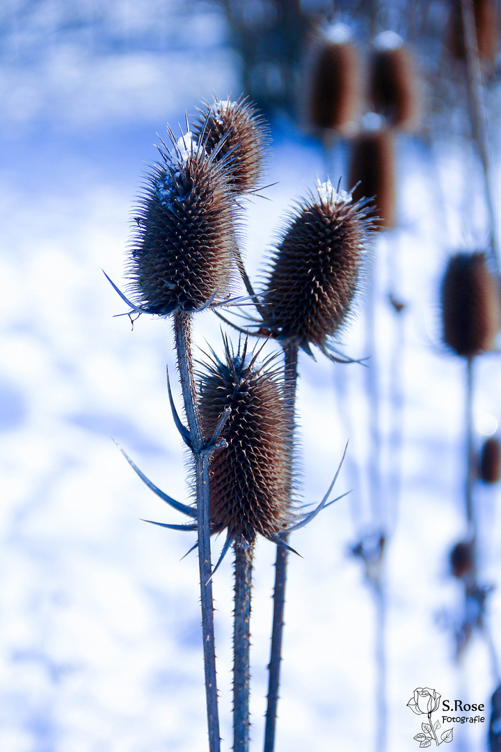 Natur im Winter