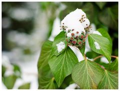 Natur im Winterschlaf