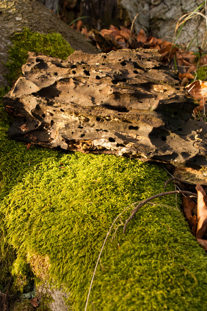 Natur im Zeichen der Zeit