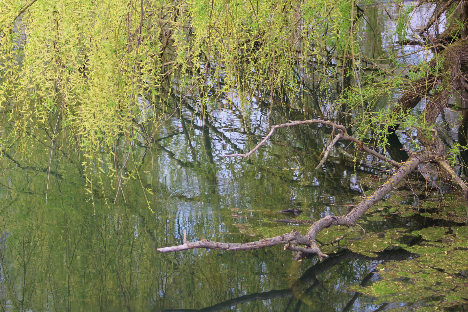 Natur Impression Frühling