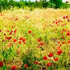 Natur Impression Istrien