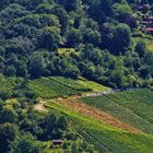 Natur Impressionen am Rotenberg