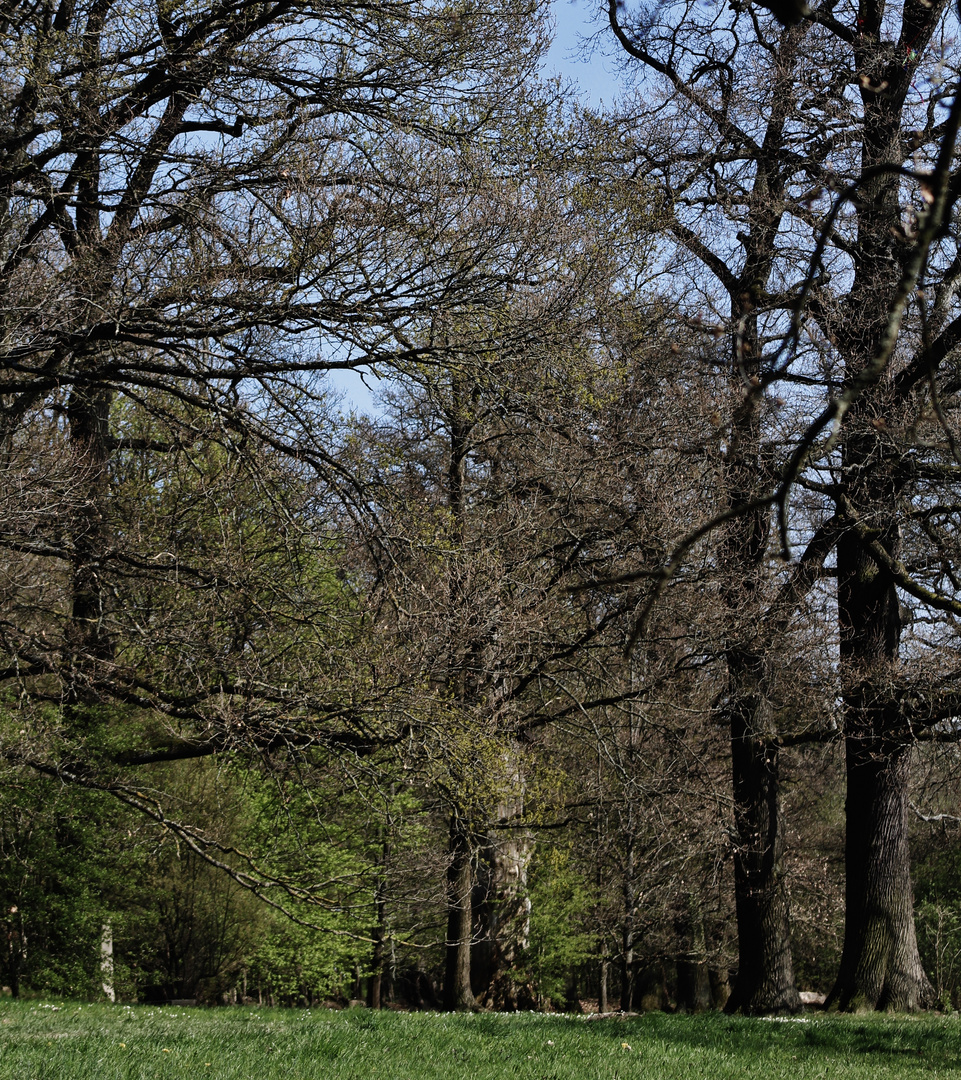 Natur Impressionen  Eichen Hain