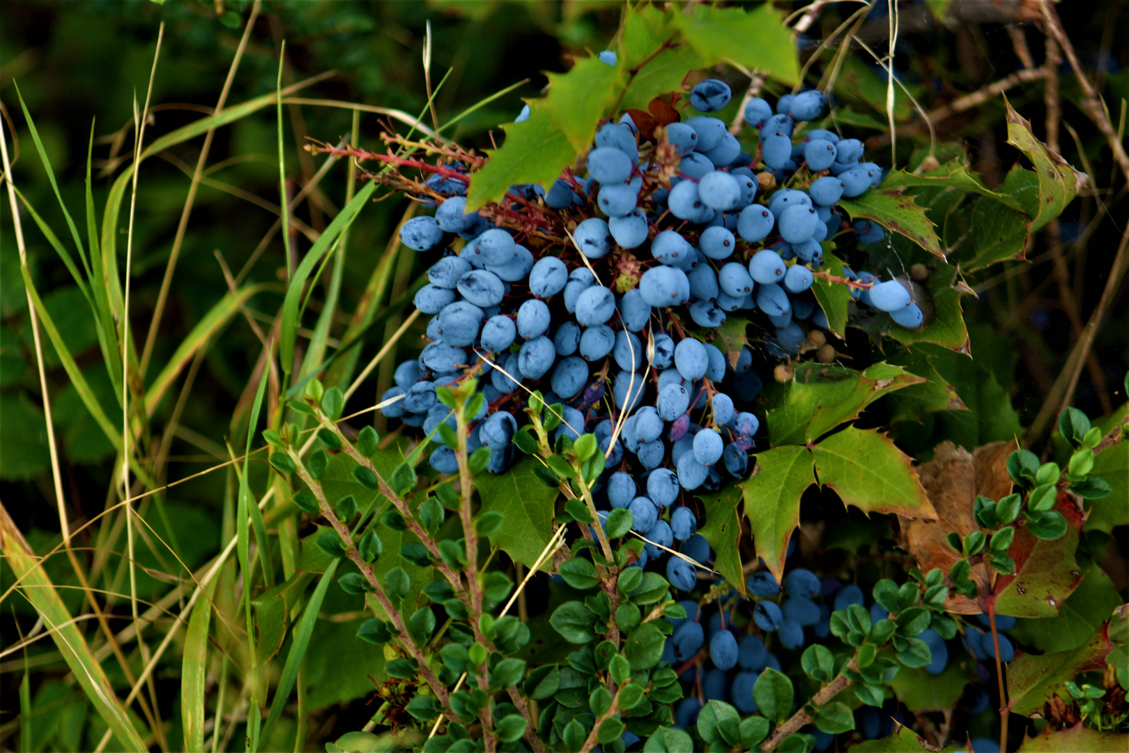 Natur Impressionen