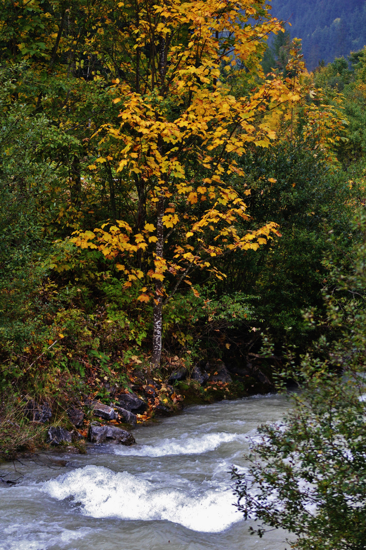 Natur Impressionen im Herbst