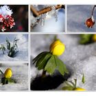 Natur Impressionen im Januar