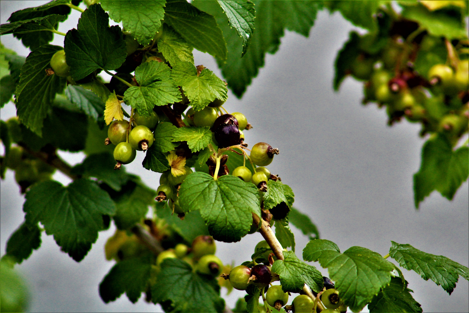 Natur Impressionen im Juni 