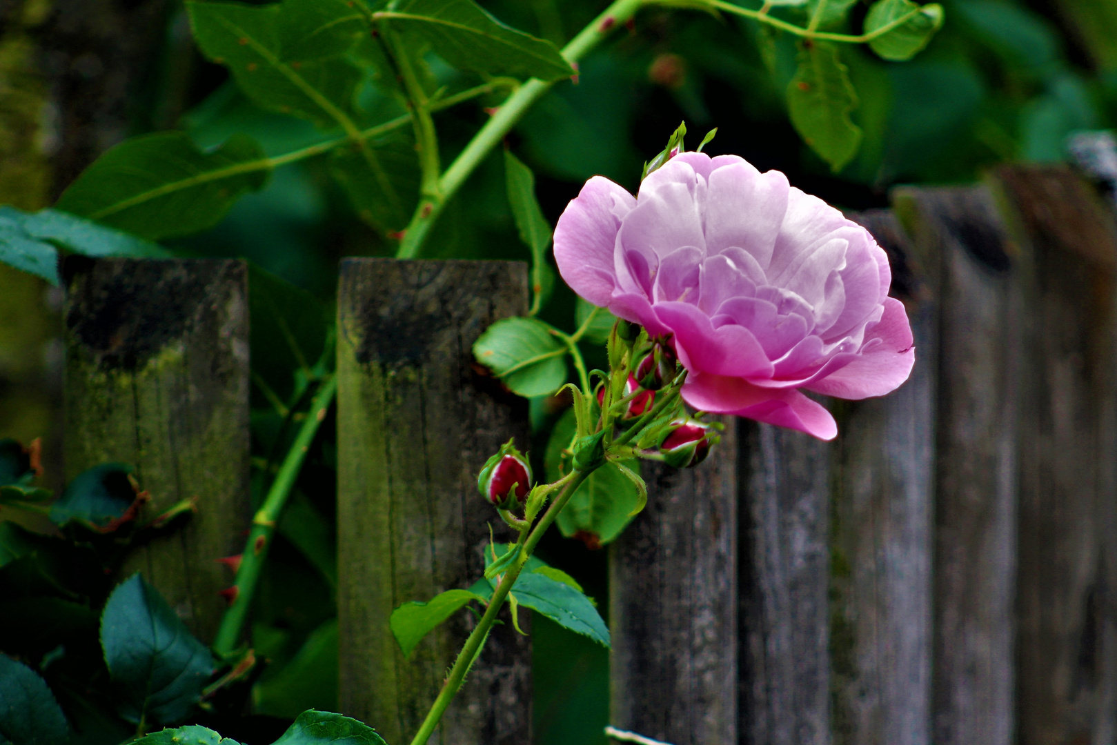 Natur Impressionen im Juni