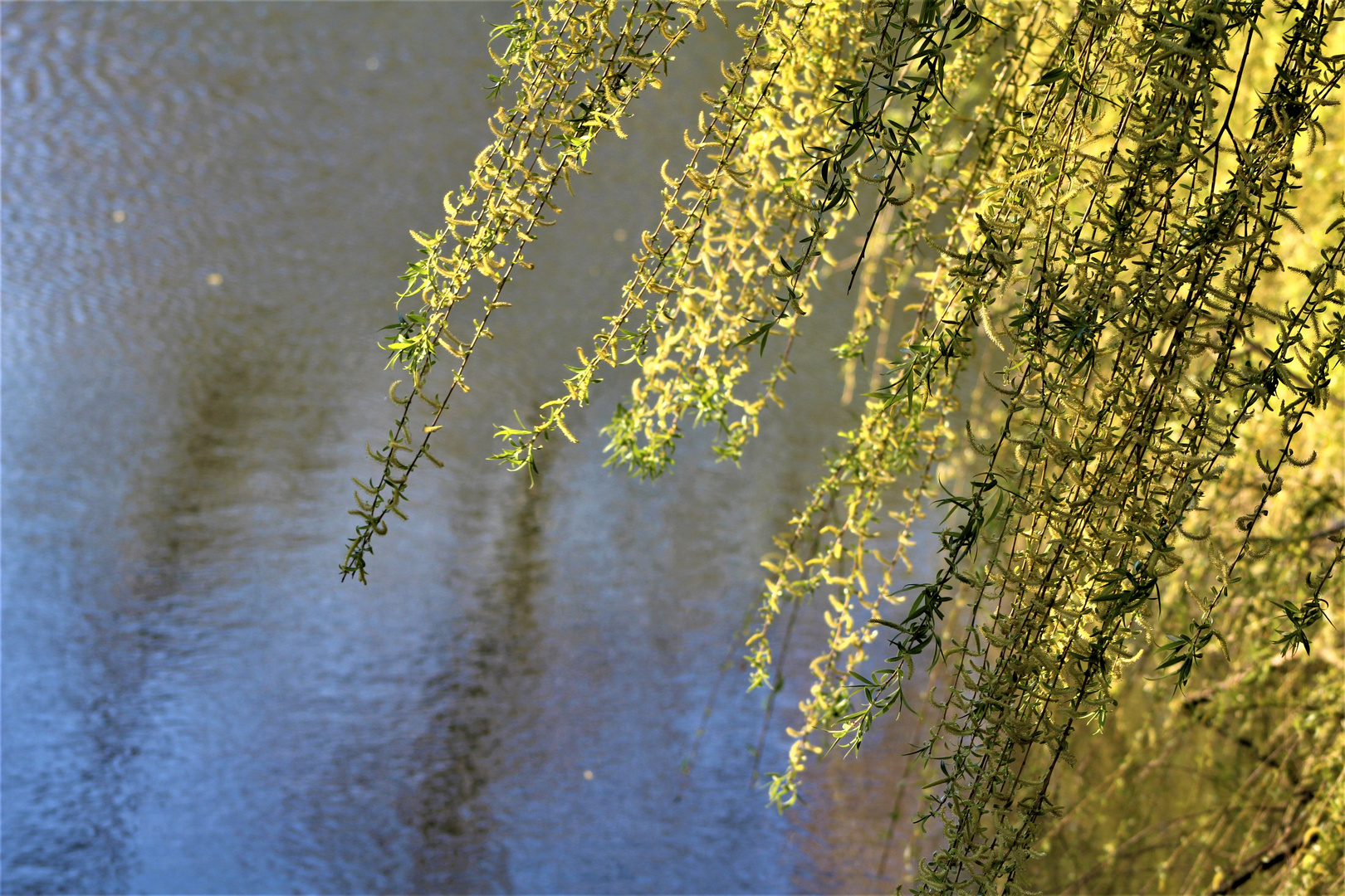 Natur Impressionen im März