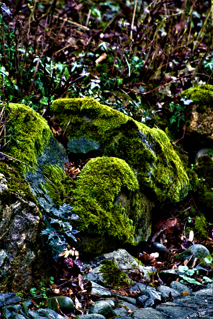 Natur Impressionen im März