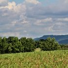 Natur Impressionen im Mai