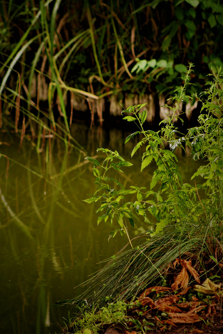 Natur Impressionen im Rosensteinpark