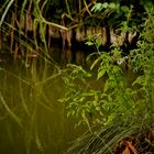 Natur Impressionen im Rosensteinpark