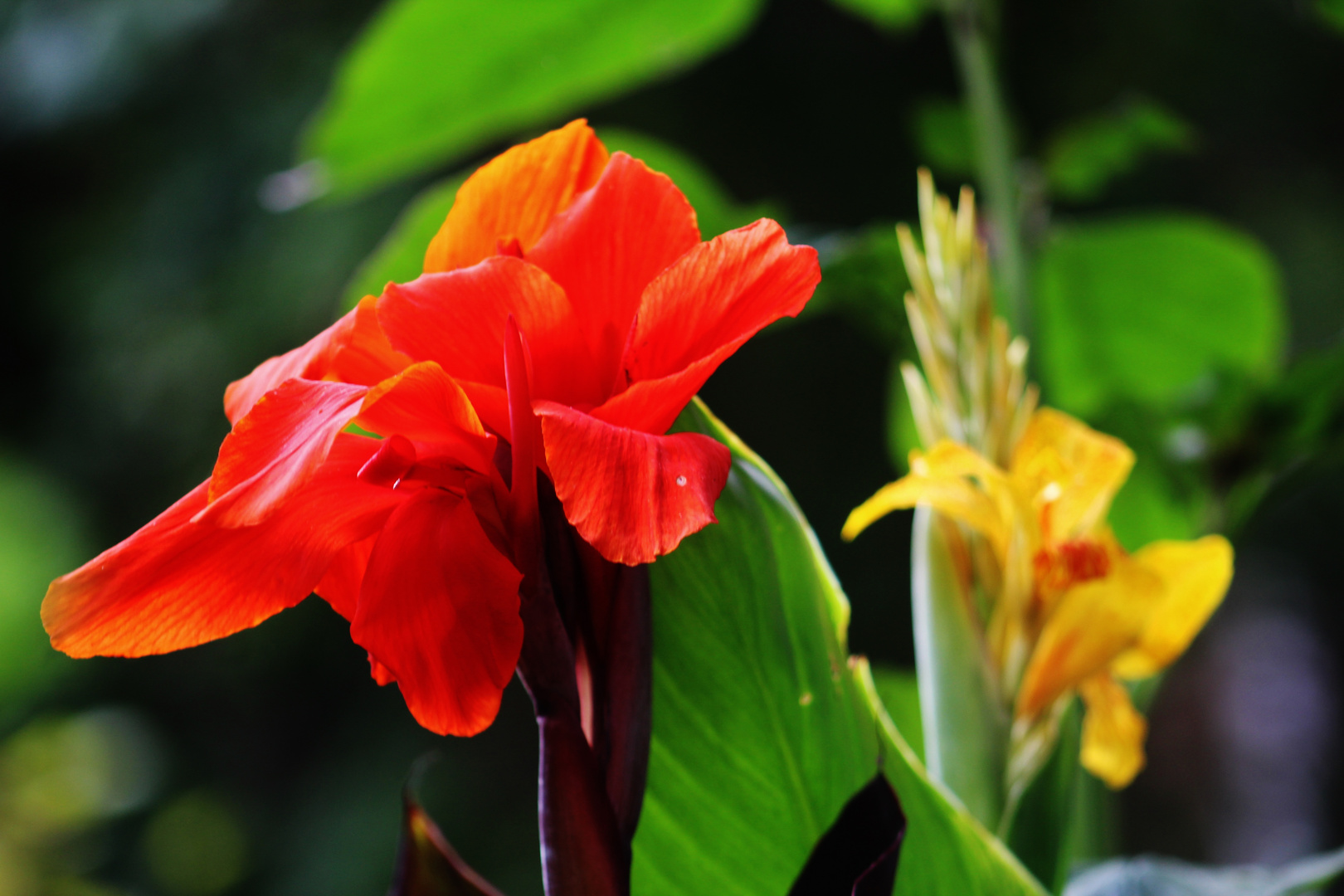 Natur Impressionen im Sommer