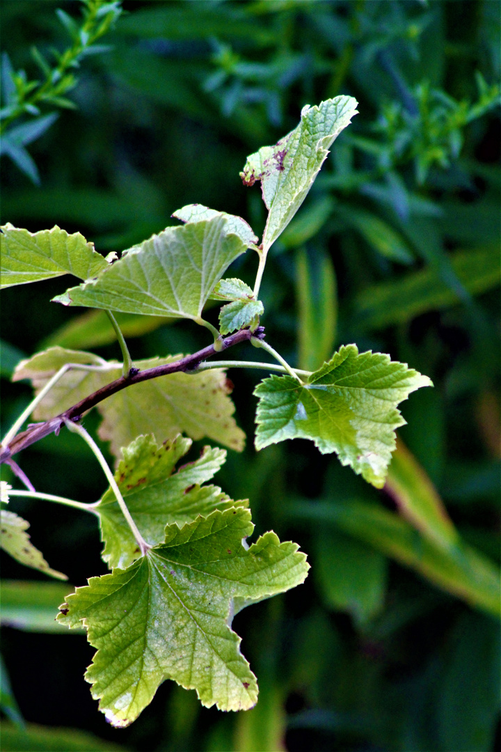 Natur Impressionen im Sommer