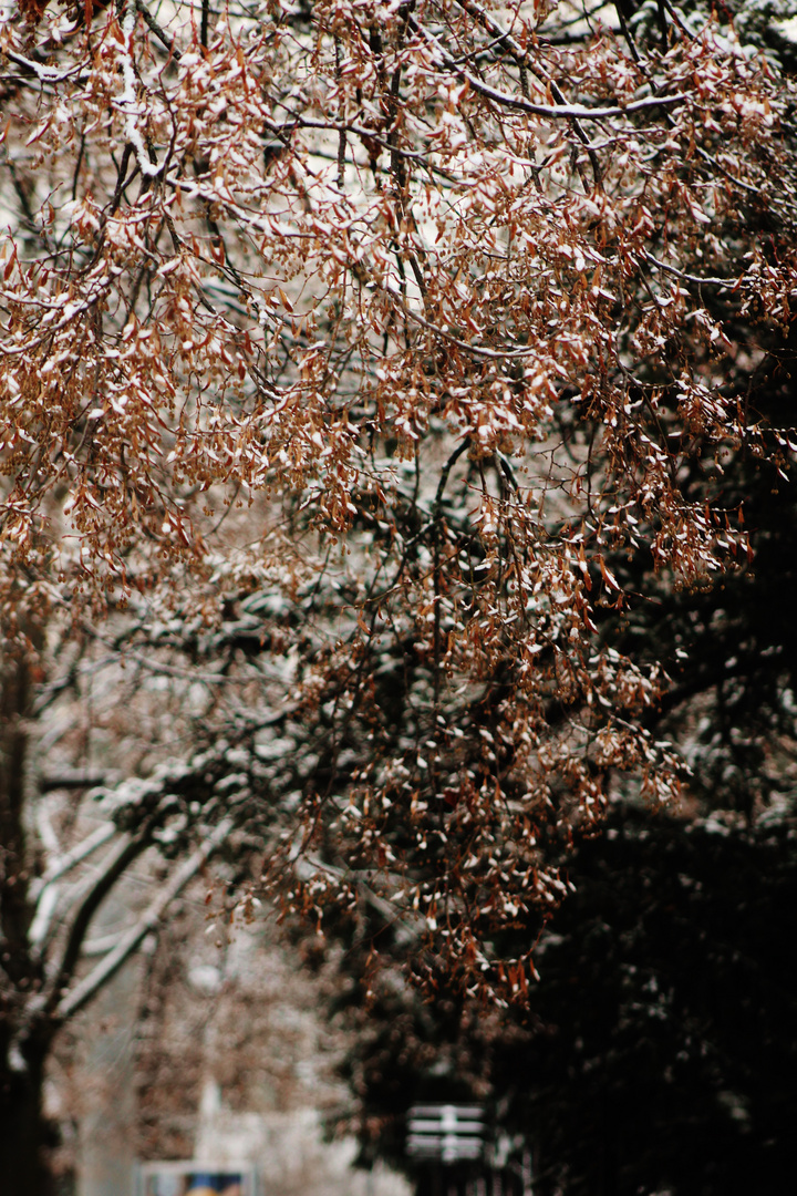 Natur Impressionen im Winter