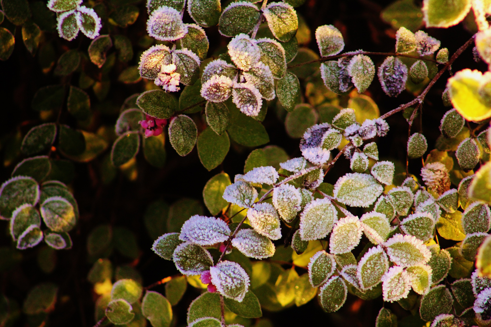 Natur Impressionen im Winter