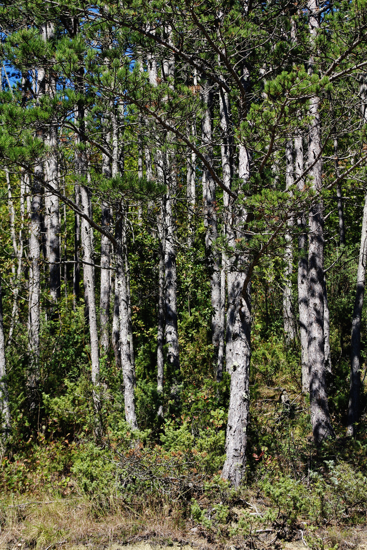 Natur Impressionen in Istrien