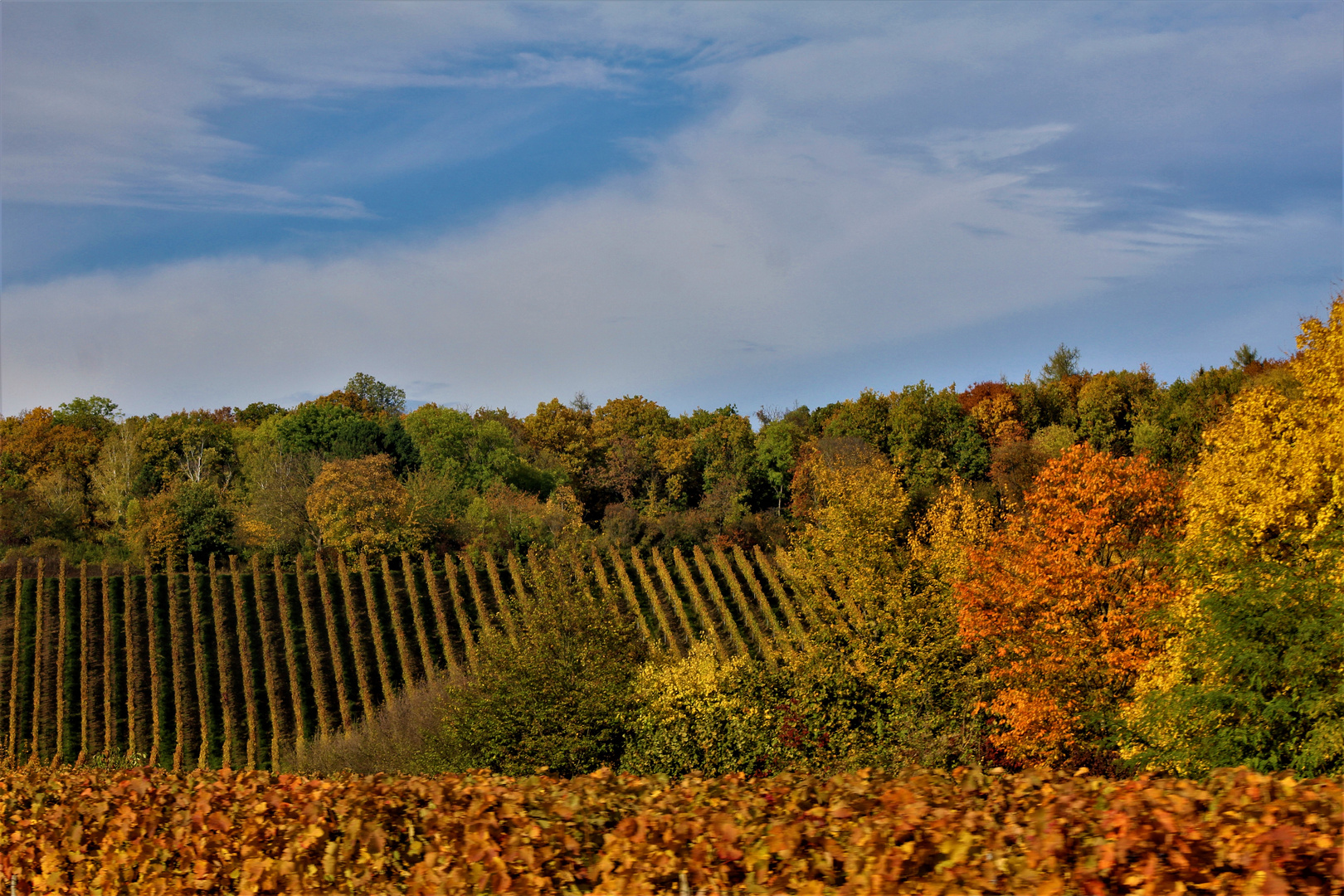 Natur Impressionen rund um Heilbronn