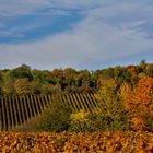 Natur Impressionen rund um Heilbronn