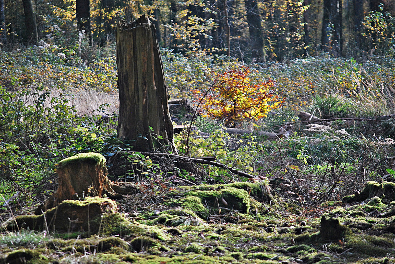 Natur - in aller Vergänglichkeit - doch schön...