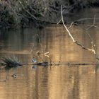 Natur in Brandenburg