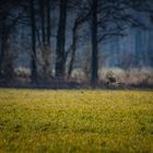 Natur in Brandenburg