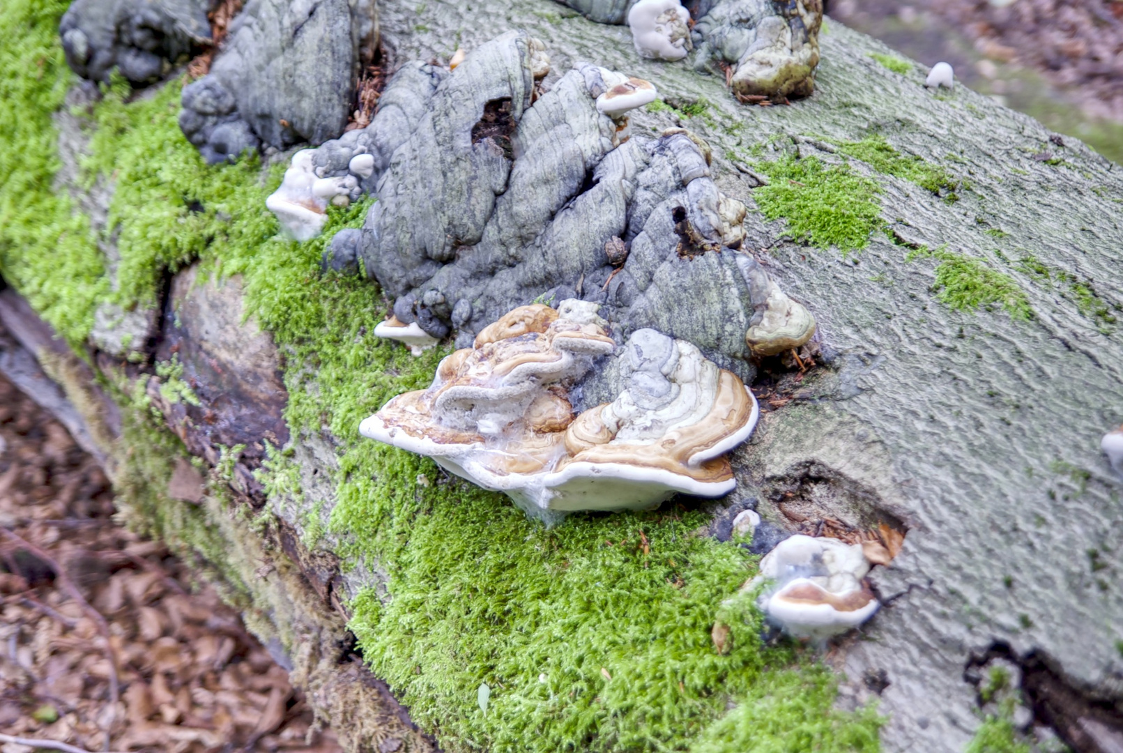 Natur in der Bittermark bei Dortmund