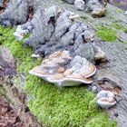 Natur in der Bittermark bei Dortmund