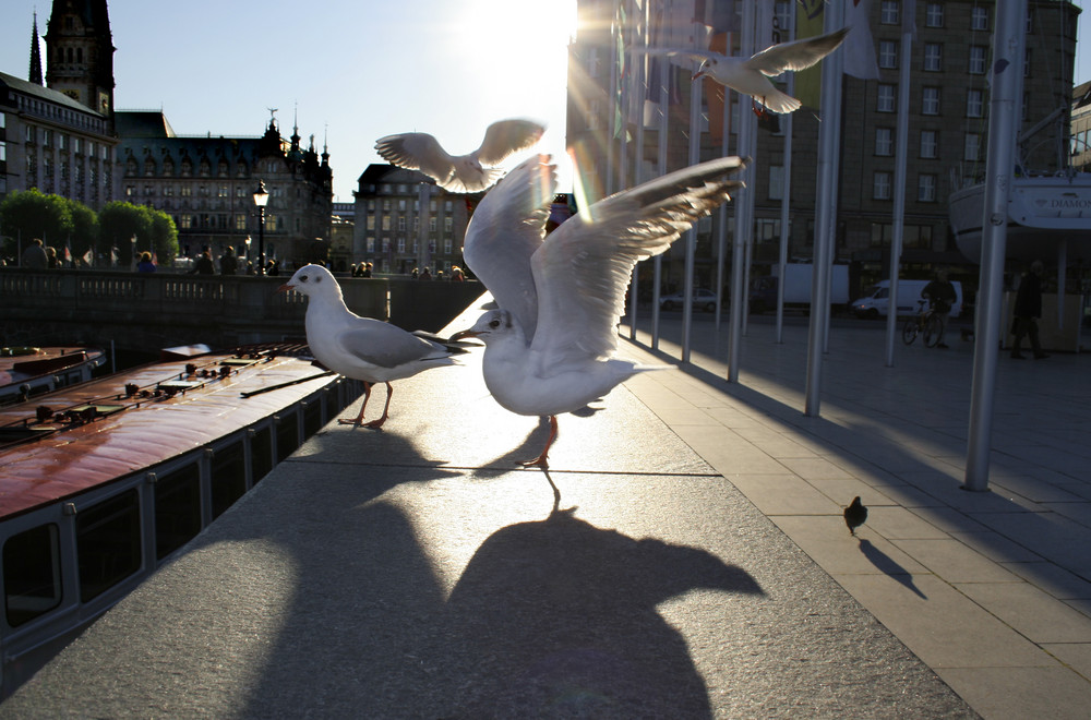 Natur in der City