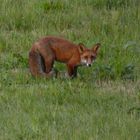 Natur in der Disselmersch bei Lippborg