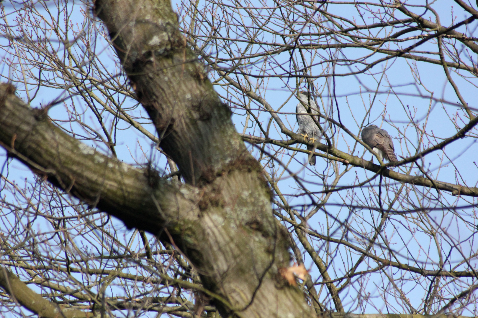 Natur in der Großstadt