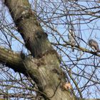 Natur in der Großstadt