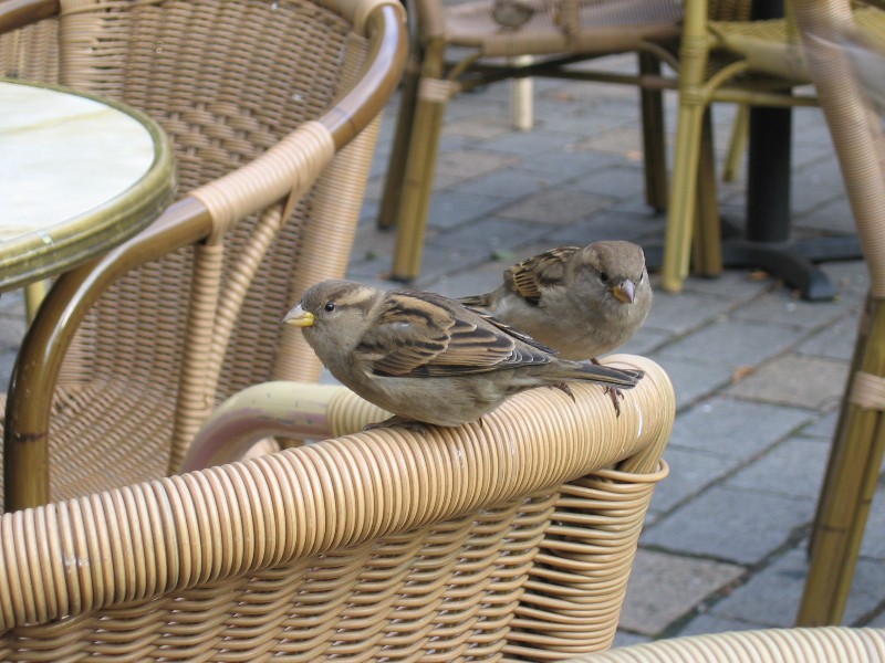 Natur in der Hauptstadt