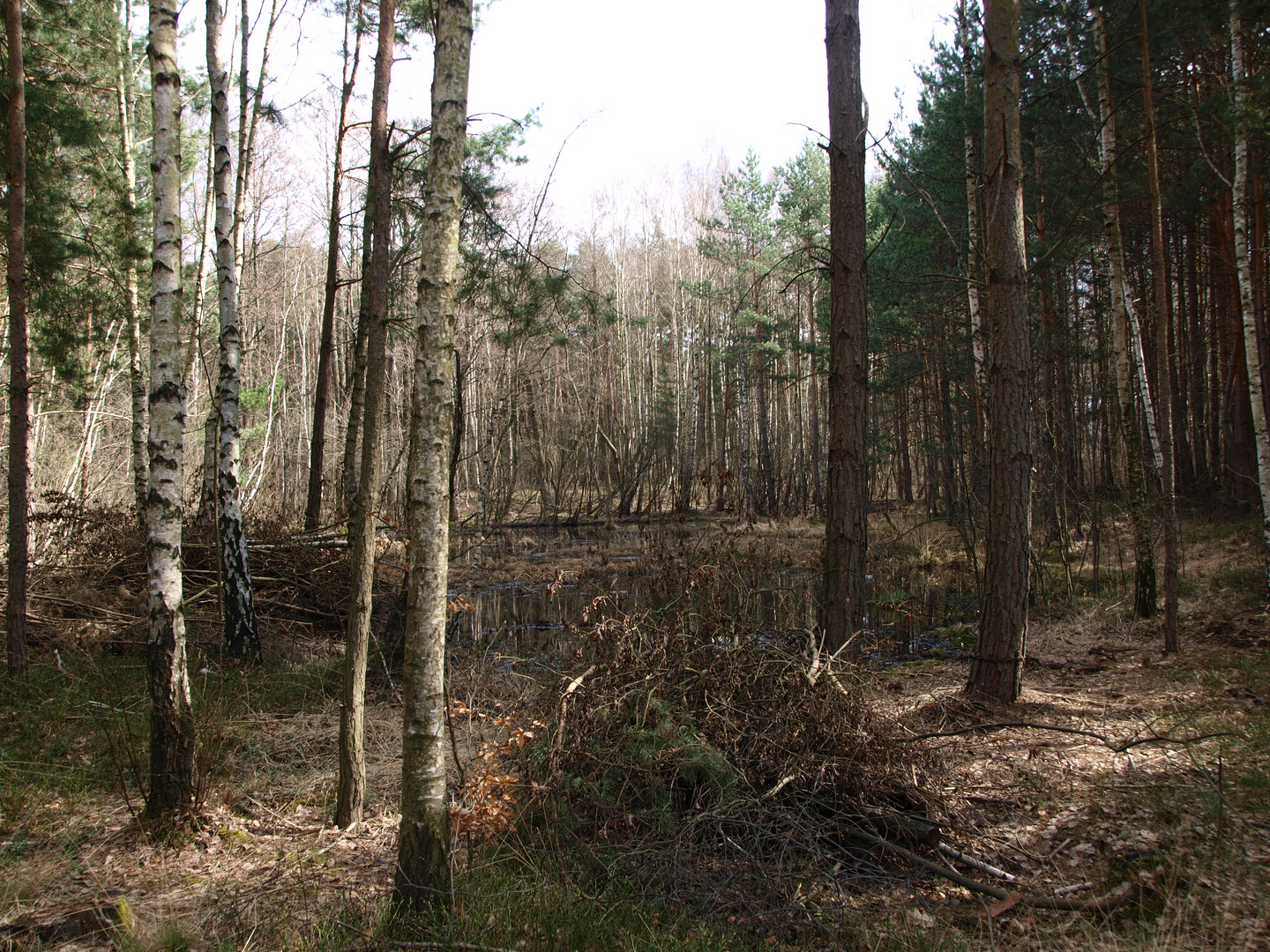 Natur in der Heide